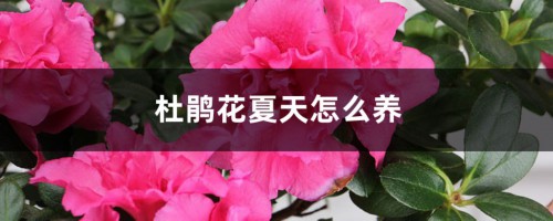 杜鹃花夏天怎么养