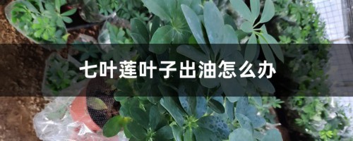 七叶莲叶子出油怎么办